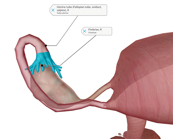 5 Facts About the Ovaries and Ovarian Cancer